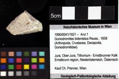 Foto (Objket + Etiketten) von Cracensigillatus acutirostris (Moericke, 1889) 